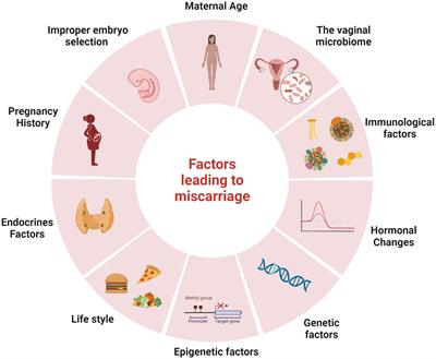 Frontiers Role of the vaginal microbiome in miscarriage